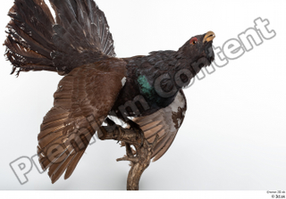 Western capercaillie whole body 0006.jpg